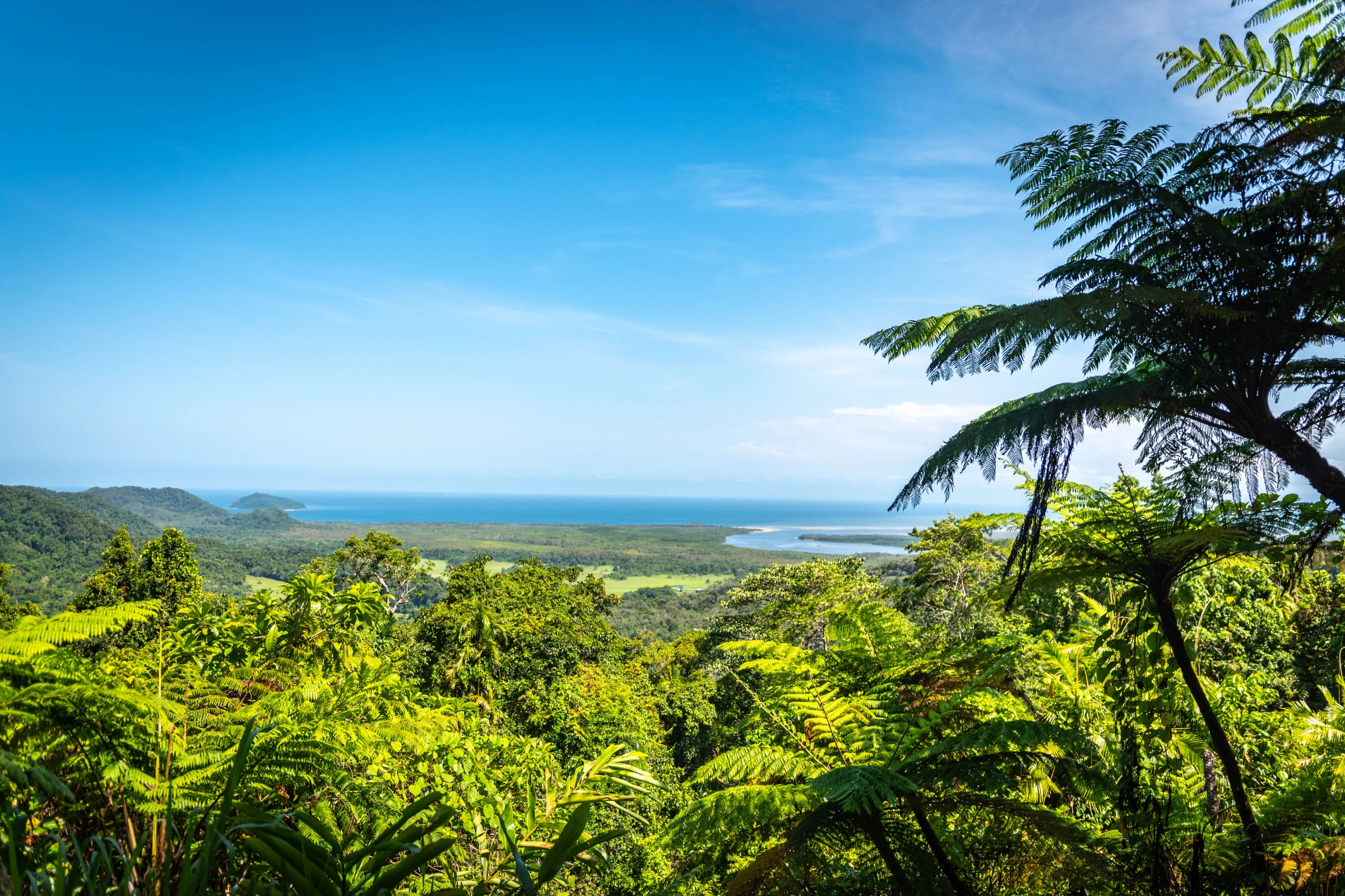 Daintree_National_Park,_Queensland[1].webp